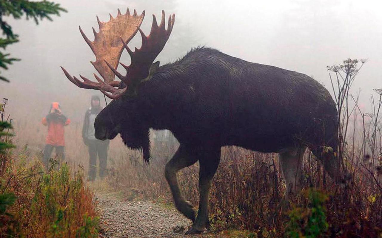 Willa Le Ti Moose La Malbaie Zewnętrze zdjęcie