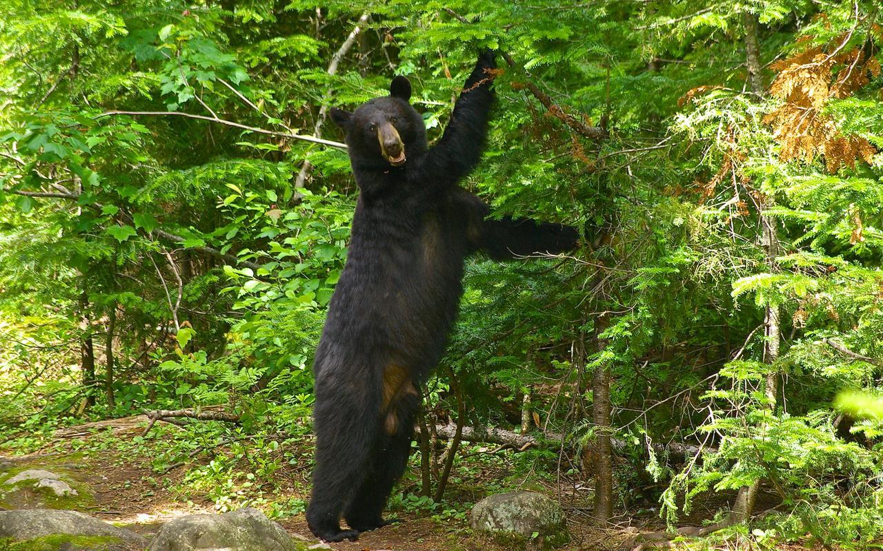 Willa Le Ti Moose La Malbaie Zewnętrze zdjęcie